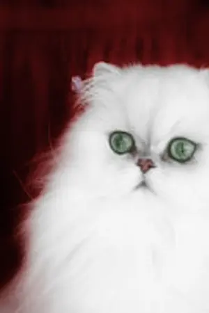 ปกนิยาย [Fic TVXQ+SJ] A Cat's Lover...แฟนผมเป็นแมว♥ :: yunjae&woncin