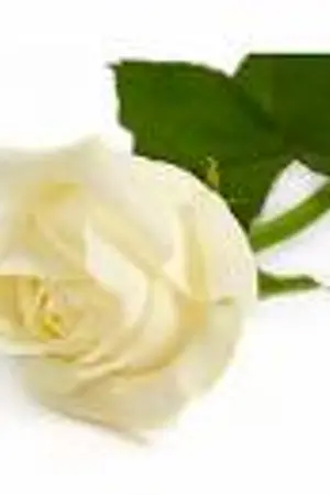 ปกนิยาย เล่ห์กุหลาบขาว