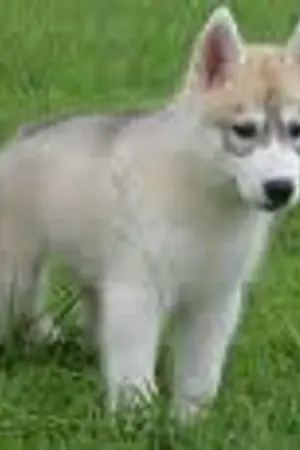 ปกนิยาย หัวใจที่กลับด้าน