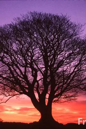 ปกนิยาย NC Fiction Contest : Gudomana : วิหก-วานร-มัจฉา