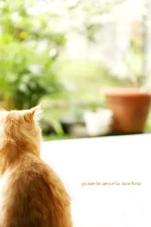 ปกนิยาย ความสุขของฉัน