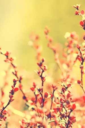 ปกนิยาย My Housemaid [คิดชื่อไทยอยู่ T^T]