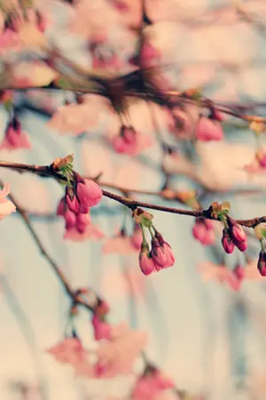 ปกนิยาย [ห้องลองโค้ด]