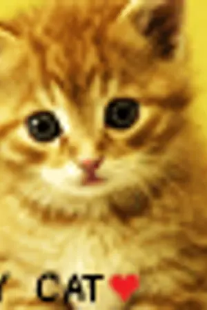 ปกนิยาย <font color=#79474E>MY CAT ♥ ผมรักแมวของผมครับ _ YAOI