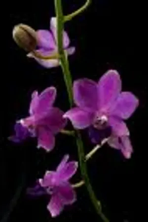 ปกนิยาย กรงขังบัลลังก์ไฟ