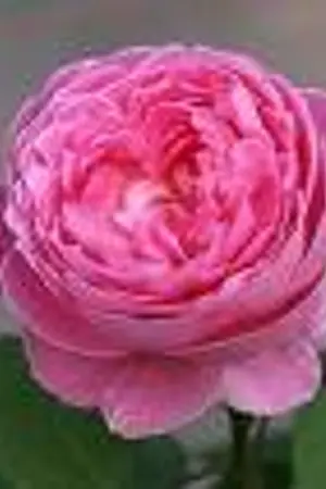 ปกนิยาย The Rose [ Fic >> KyuMin-Junki, Kihae Ft. SJ]