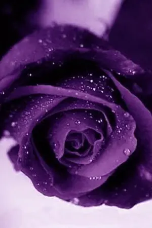 ปกนิยาย ตำนานสัตว์เทพนิยายรอบโลก