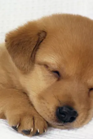 ปกนิยาย G I T T N ! The Hero ฉบับคน หมา แมว ?!