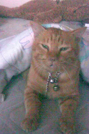 ปกนิยาย แมวเหมียวไดอารี่ Eo^.^oE