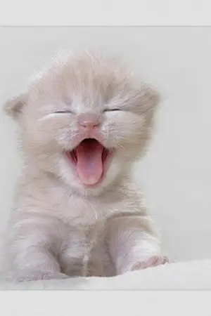 ปกนิยาย ร้ายไม่(หมด)รักนะ ยัยตัวแสบ!