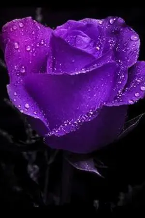 ปกนิยาย [Fic Shinee - wait for something รอรักรอเวลา.]