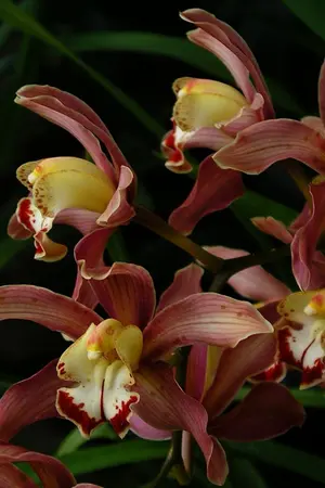 ปกนิยาย ม่านหัวใจ