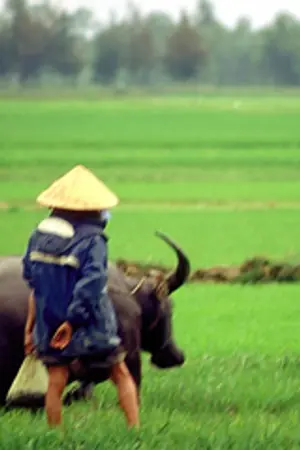 ปกนิยาย โคลงสี่สุภาพ  เรื่อง  ชาวนา