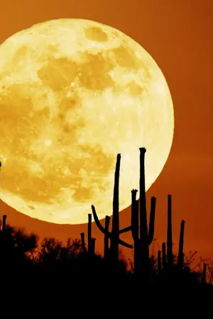 ปกนิยาย Clue online