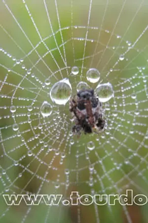 ปกนิยาย สัตว์มีพิษ