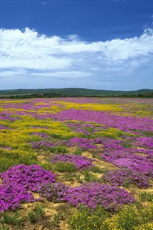 ปกนิยาย อันตรายใกล้ตัว‏