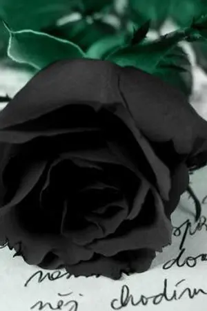 ปกนิยาย --Cinderrella--