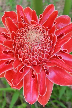 ปกนิยาย ดอกดาหลา