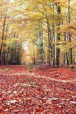 ปกนิยาย - ห้องเก็บของ -