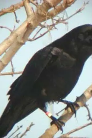 ปกนิยาย WeAPoN อาวุธสุดร้าย ของนายเด็กเกรียน