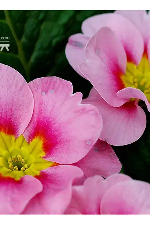 ปกนิยาย ขายหนังสือ