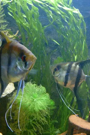 ปกนิยาย แย้ม...จันทร์