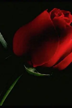 ปกนิยาย Paint & Cruciate ภารกิจแปลงโฉมลับฉบับยัยเซ่อซ่า(ส์)