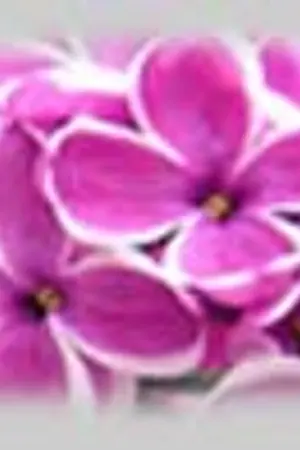 ปกนิยาย เจ้าชายต้องสาปกับนักพเนจรผู้โดดเดี่ยว