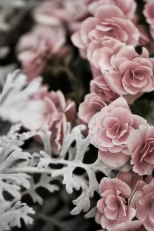 ปกนิยาย เรื่องเล่าจากกระเป๋านักเรียน [Yuri]