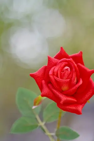 ปกนิยาย [Fic snsd] You are my sunshine