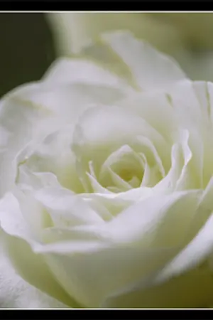 ปกนิยาย [Fic Yuri SNSD] เจ็บเพราะเขา เหงาเพราะเธอ(The Name I Loved)