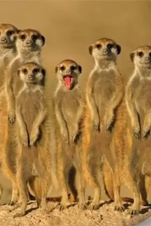 ปกนิยาย แจกpic snsd