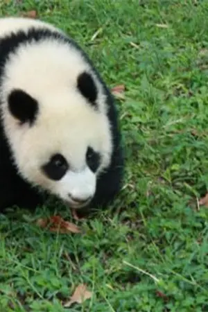 ปกนิยาย ช.ช้างวิ่งหนี แพนด้าได้ที 2pm เข้ามา !!  ( ^^ )