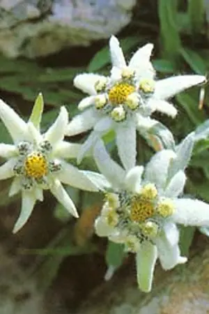 ปกนิยาย The Magic of Now & Here