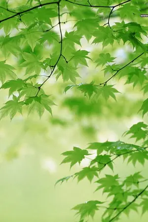 ปกนิยาย ห้องเรียนวิชาพืชพรรณศาสตร์ @ B.S.School