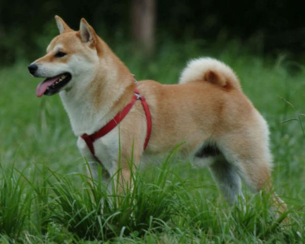 สุนัขพันธุ์ Shiba Inu หมาน้อยสายพันธุ์ญี่ปุ่น | Dogilike Board