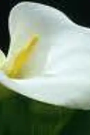 ปกนิยาย Fic LSK : Calla Lily