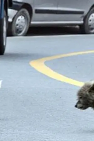 ปกนิยาย เรื่องของ "หมา"