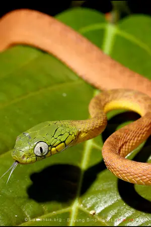 ปกนิยาย I love snake!!