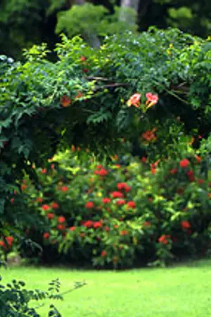 ปกนิยาย ดอกไม้ในวรรณคดีไทย...