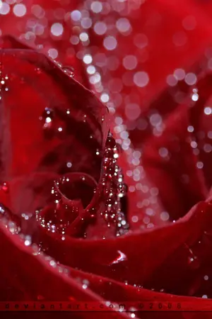 ปกนิยาย [Fic โตโน่&ริท] : เพียงรัก...เคียงใจ