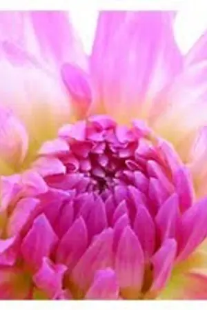 ปกนิยาย ไดแอนต้า ภาคสตรี?ศักดิ์สิทธิ์