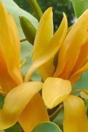 ปกนิยาย สลักรัก