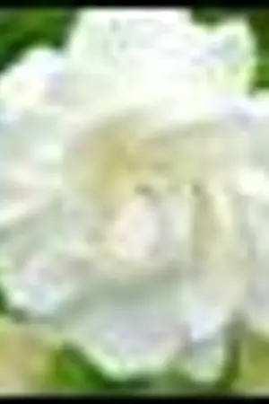 รักแม่ทุกเวลา