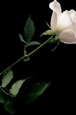 ปกนิยาย Black  &  White