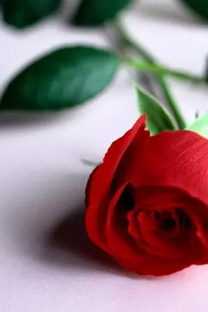 ปกนิยาย Heart or Hurt :: เกมพันธนาการ