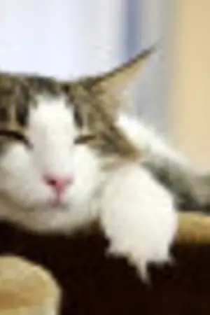 ปกนิยาย ^o^ ของแต่งได ไอดี บทความ Hi5 บล็อก แบบคาวาอิ๊ ^o^