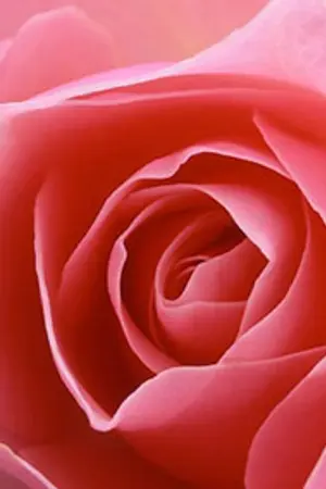 ปกนิยาย แม่มดใจร้าย  เกย์กลายน่ารัก