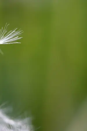 ปกนิยาย ความลับในท่วงทำนอง --The Secret of Lyric --