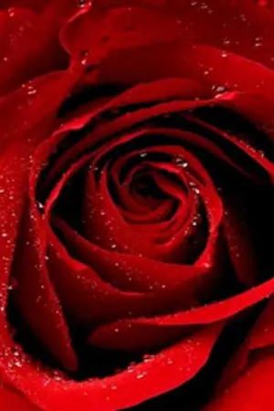 ปกนิยาย วาเลนไทน์ในญี่ปุ่น